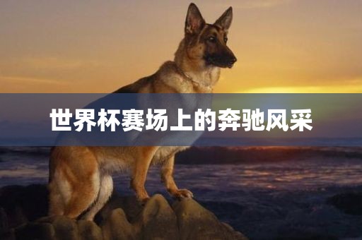 tangchengying 第8页